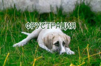 Что такое фрустрация