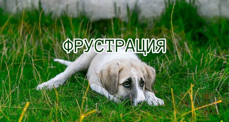 Что такое фрустрация